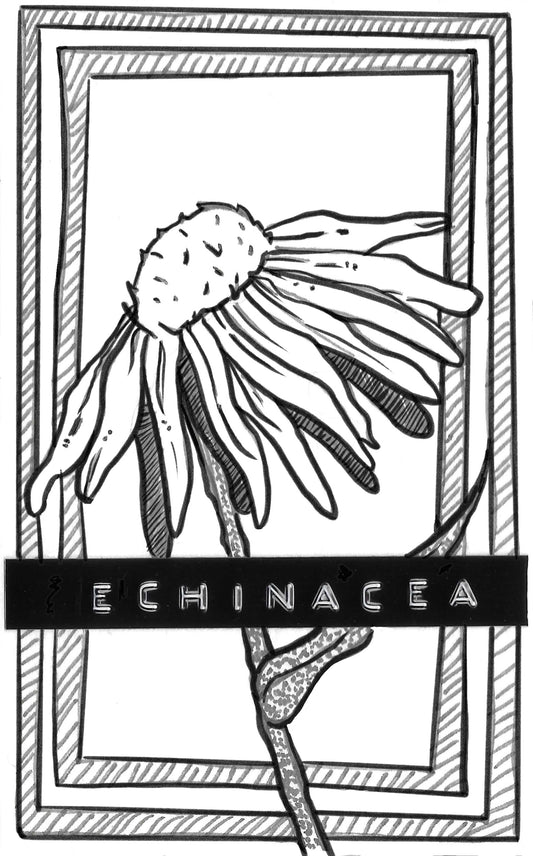 Uses for Echinacea Zine